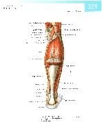 Sobotta  Atlas of Human Anatomy  Trunk, Viscera,Lower Limb Volume2 2006, page 336